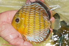 画像1: 【ワイルドディスカス】【通販】【今シーズン超希少種】アッパーテフェ スーパーロイヤル【個体販売】14-16cm（生体）アッパーテフェ産 (1)