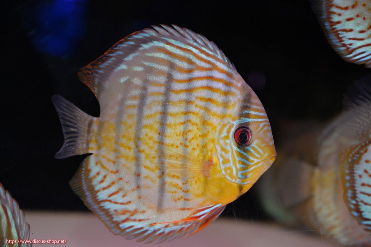 画像1: 【決算セール対象個体】【ワイルドディスカス】【通販】【今シーズン超希少種】アッパーテフェ スーパーロイヤル【個体販売】14-16cm（生体）アッパーテフェ産 (1)