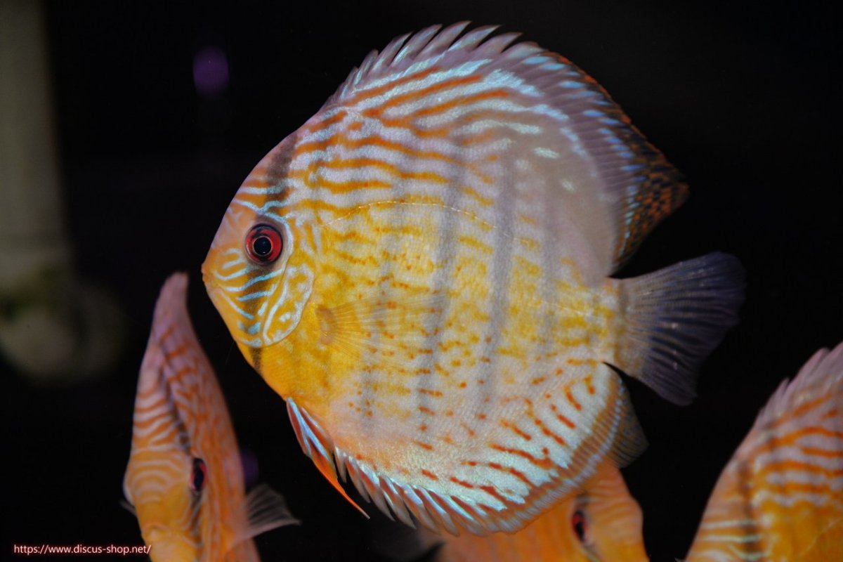 画像2: 【決算セール対象個体】【ワイルドディスカス】【通販】【今シーズン超希少種】アッパーテフェ スーパーロイヤル【個体販売】14-16cm（生体）アッパーテフェ産 (2)