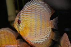 画像4: 【決算セール対象個体】【ワイルドディスカス】【通販】【今シーズン超希少種】アッパーテフェ スーパーロイヤル【個体販売】14-16cm（生体）アッパーテフェ産 (4)