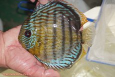 画像5: 【決算セール対象個体】【ワイルドディスカス】【通販】【今シーズン超希少種】アッパーテフェ スーパーロイヤル【個体販売】14-16cm（生体）アッパーテフェ産 (5)