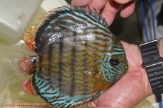 画像6: 【決算セール対象個体】【ワイルドディスカス】【通販】【今シーズン超希少種】アッパーテフェ スーパーロイヤル【個体販売】14-16cm（生体）アッパーテフェ産 (6)