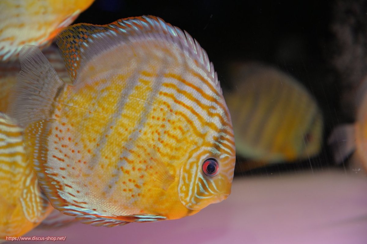 画像1: 【決算セール対象個体】【ワイルドディスカス】【通販】【今シーズン超希少種】アッパーテフェ スーパーロイヤル【個体販売】14-16cm（生体）アッパーテフェ産 (1)