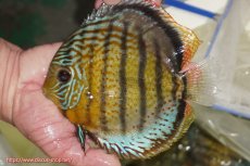 画像1: 【ワイルドディスカス】【通販】【今シーズン超希少種】アッパーテフェ スーパーロイヤル【個体販売】14-16cm（生体）アッパーテフェ産 (1)