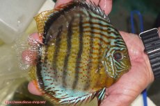 画像3: 【決算セール対象個体】【ワイルドディスカス】【通販】【今シーズン超希少種】アッパーテフェ スーパーロイヤル【個体販売】14-16cm（生体）アッパーテフェ産 (3)