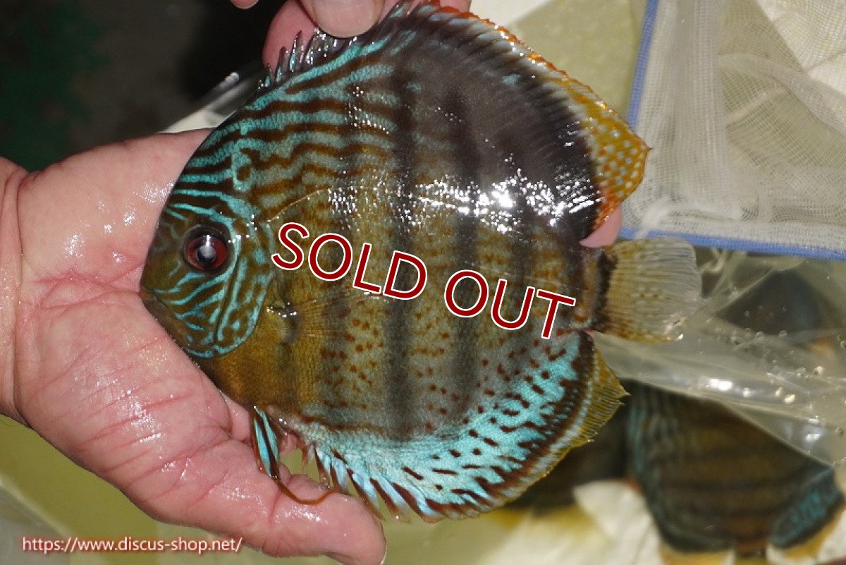 画像1: 【ワイルドディスカス】【通販】【今シーズン超希少種】アッパーテフェ スーパーロイヤル【個体販売】14-16cm（生体）アッパーテフェ産 (1)