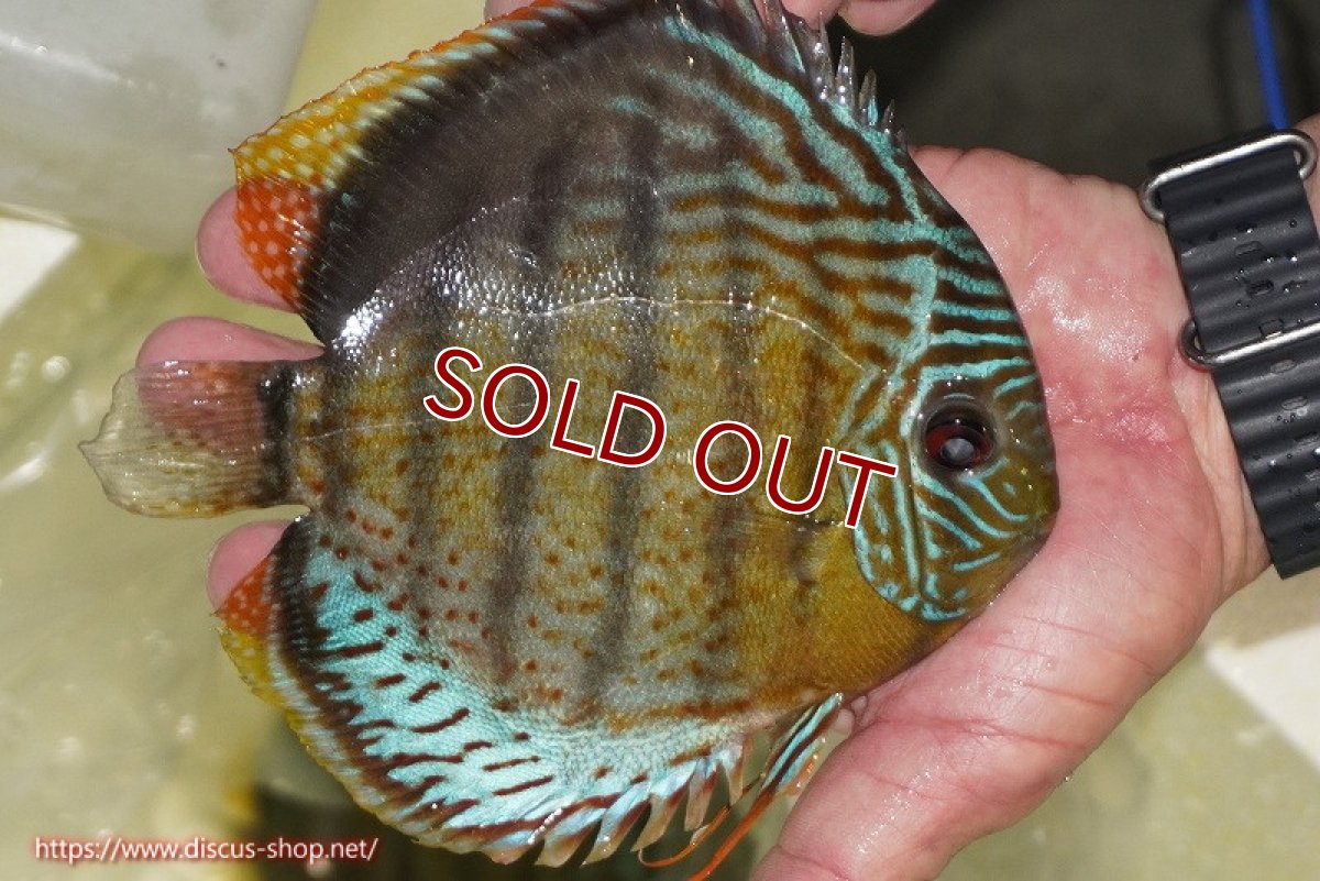 画像2: 【ワイルドディスカス】【通販】【今シーズン超希少種】アッパーテフェ スーパーロイヤル【個体販売】14-16cm（生体）アッパーテフェ産 (2)
