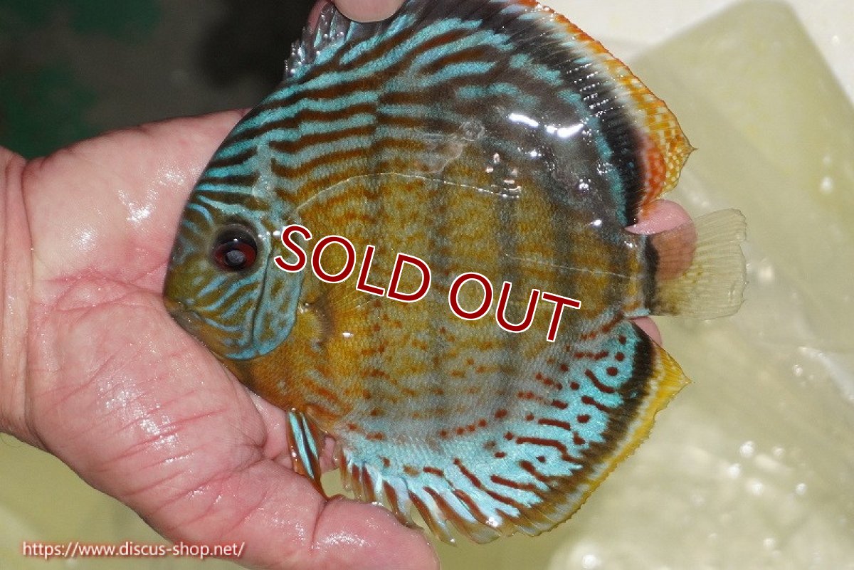 画像1: 【ワイルドディスカス】【通販】【今シーズン超希少種】アッパーテフェ スーパーロイヤル【個体販売】14-16cm（生体）アッパーテフェ産 (1)