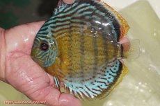 画像1: 【ワイルドディスカス】【通販】【今シーズン超希少種】アッパーテフェ スーパーロイヤル【個体販売】14-16cm（生体）アッパーテフェ産 (1)