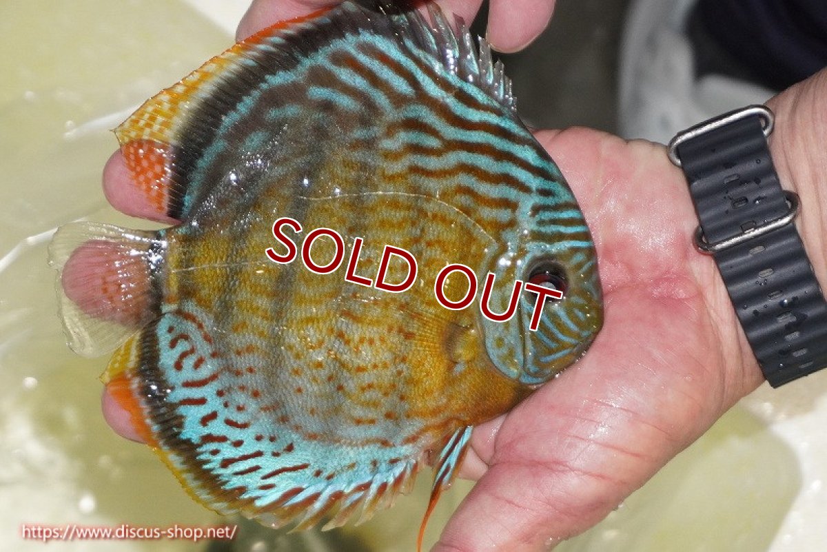 画像3: 【ワイルドディスカス】【通販】【今シーズン超希少種】アッパーテフェ スーパーロイヤル【個体販売】14-16cm（生体）アッパーテフェ産 (3)