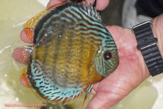 画像3: 【ワイルドディスカス】【通販】【今シーズン超希少種】アッパーテフェ スーパーロイヤル【個体販売】14-16cm（生体）アッパーテフェ産 (3)