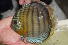 画像1: 【ワイルドディスカス】【通販】【今シーズン超希少種】アッパーテフェ スーパーロイヤル【個体販売】14-16cm（生体）アッパーテフェ産 (1)