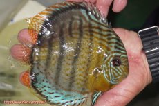 画像3: 【ワイルドディスカス】【通販】【今シーズン超希少種】アッパーテフェ スーパーロイヤル【個体販売】14-16cm（生体）アッパーテフェ産 (3)