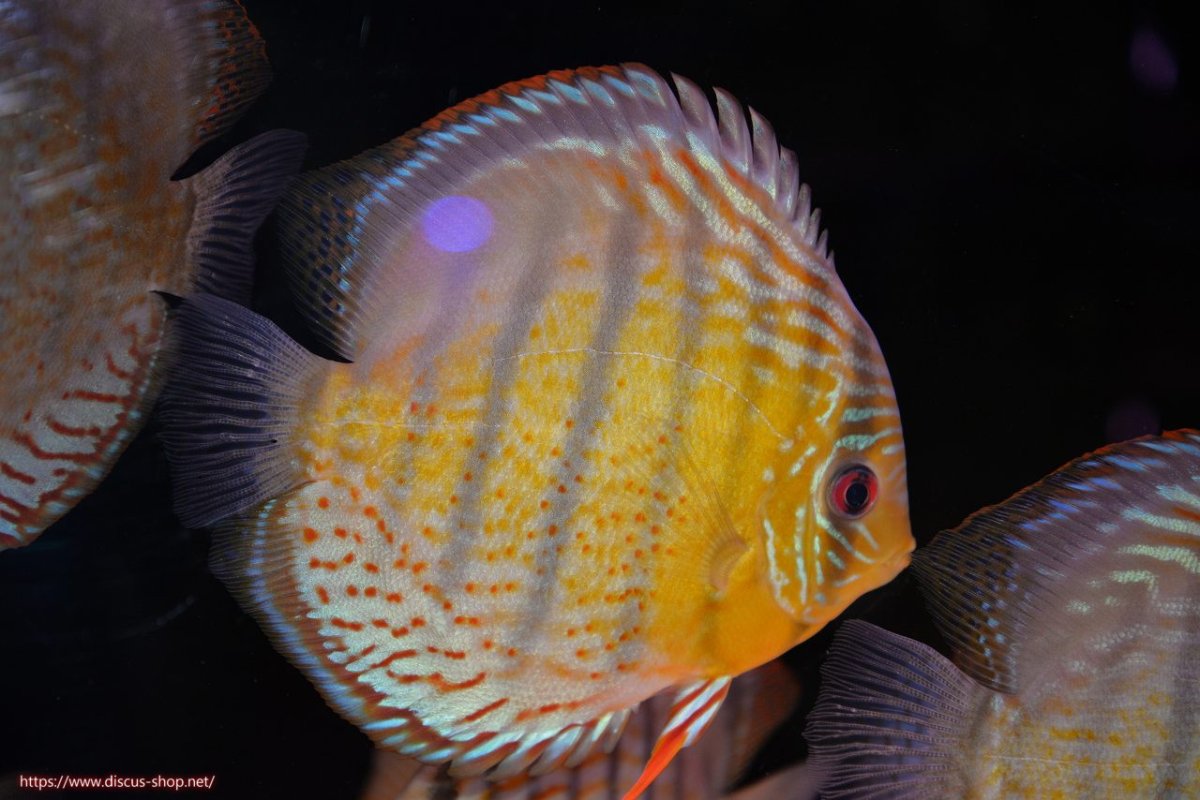 画像1: 【決算セール対象個体】【ワイルドディスカス】【通販】【今シーズン超希少種】アッパーテフェ スーパーロイヤル【個体販売】14-16cm（生体）アッパーテフェ産 (1)