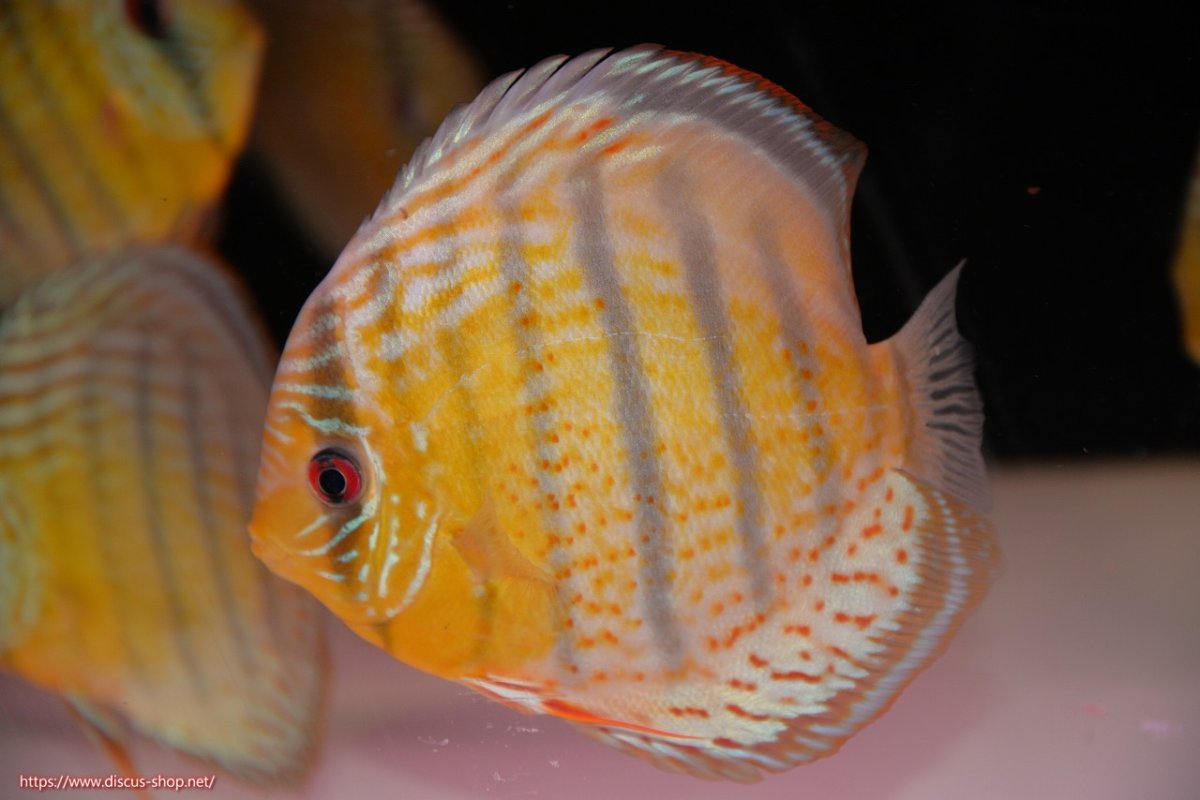 画像2: 【決算セール対象個体】【ワイルドディスカス】【通販】【今シーズン超希少種】アッパーテフェ スーパーロイヤル【個体販売】14-16cm（生体）アッパーテフェ産 (2)