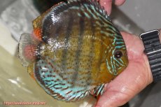 画像2: 【ワイルドディスカス】【通販】【今シーズン超希少種】アッパーテフェ スーパーロイヤル【個体販売】14-16cm（生体）アッパーテフェ産 (2)