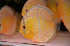 画像3: 【決算セール対象個体】【ワイルドディスカス】【通販】【今シーズン超希少種】アッパーテフェ スーパーロイヤル【個体販売】14-16cm（生体）アッパーテフェ産 (3)