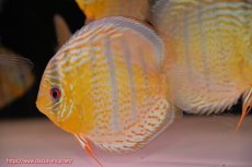 画像4: 【決算セール対象個体】【ワイルドディスカス】【通販】【今シーズン超希少種】アッパーテフェ スーパーロイヤル【個体販売】14-16cm（生体）アッパーテフェ産 (4)