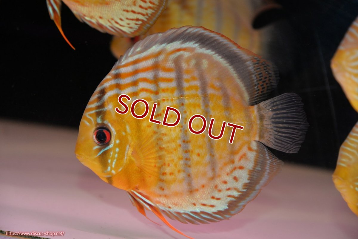 画像1: 【決算セール対象個体】【ワイルドディスカス】【通販】【今シーズン超希少種】アッパーテフェ スーパーロイヤル【個体販売】14-16cm（生体）アッパーテフェ産 (1)
