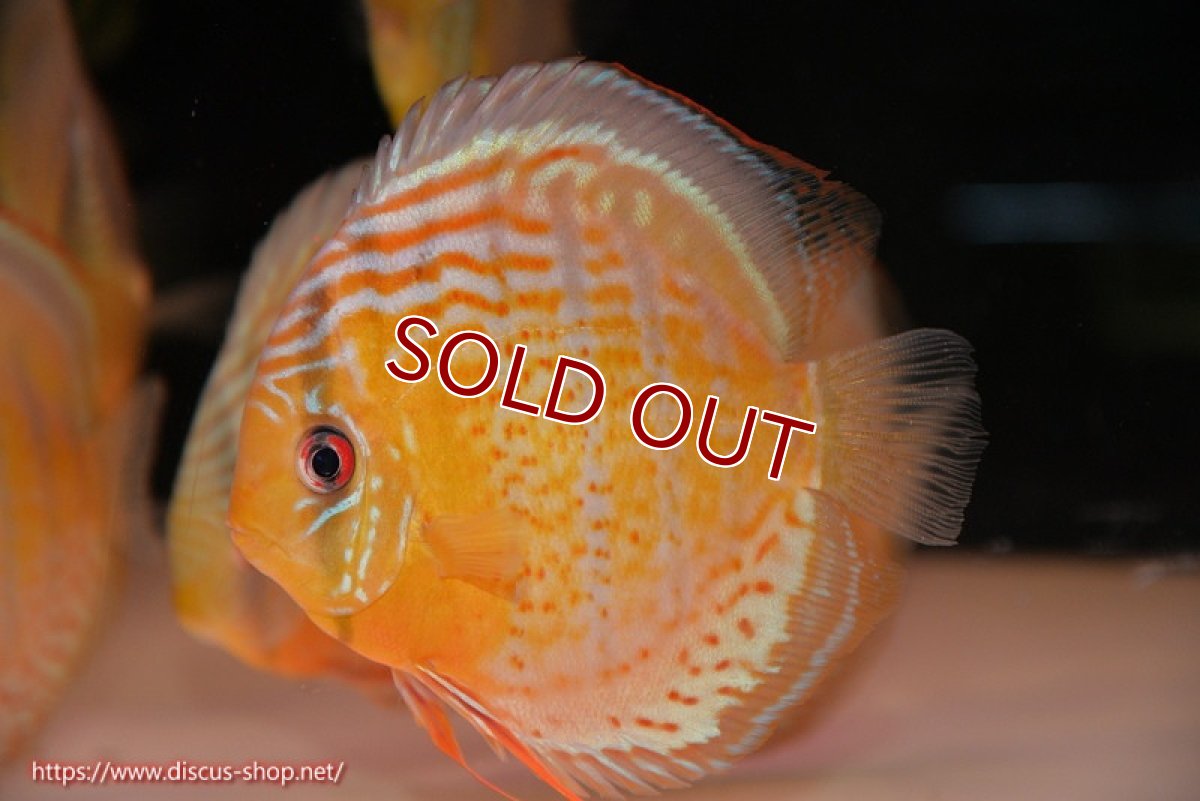 画像2: 【決算セール対象個体】【ワイルドディスカス】【通販】【今シーズン超希少種】アッパーテフェ スーパーロイヤル【個体販売】14-16cm（生体）アッパーテフェ産 (2)