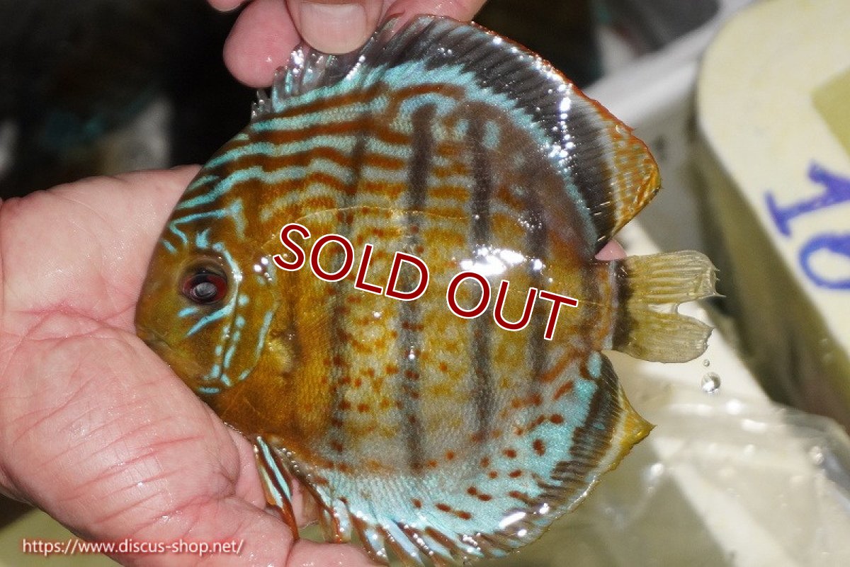 画像3: 【決算セール対象個体】【ワイルドディスカス】【通販】【今シーズン超希少種】アッパーテフェ スーパーロイヤル【個体販売】14-16cm（生体）アッパーテフェ産 (3)