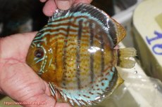 画像3: 【決算セール対象個体】【ワイルドディスカス】【通販】【今シーズン超希少種】アッパーテフェ スーパーロイヤル【個体販売】14-16cm（生体）アッパーテフェ産 (3)