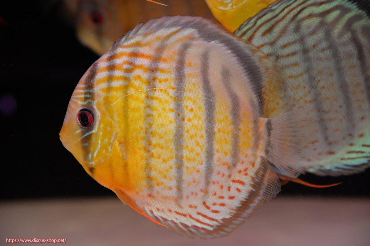 画像1: 【決算セール対象個体】【ワイルドディスカス】【通販】【今シーズン超希少種】アッパーテフェ スーパーロイヤル【個体販売】14-16cm（生体）アッパーテフェ産 (1)