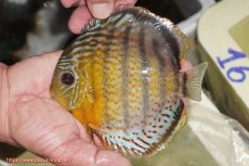 画像3: 【決算セール対象個体】【ワイルドディスカス】【通販】【今シーズン超希少種】アッパーテフェ スーパーロイヤル【個体販売】14-16cm（生体）アッパーテフェ産 (3)