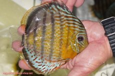 画像4: 【決算セール対象個体】【ワイルドディスカス】【通販】【今シーズン超希少種】アッパーテフェ スーパーロイヤル【個体販売】14-16cm（生体）アッパーテフェ産 (4)