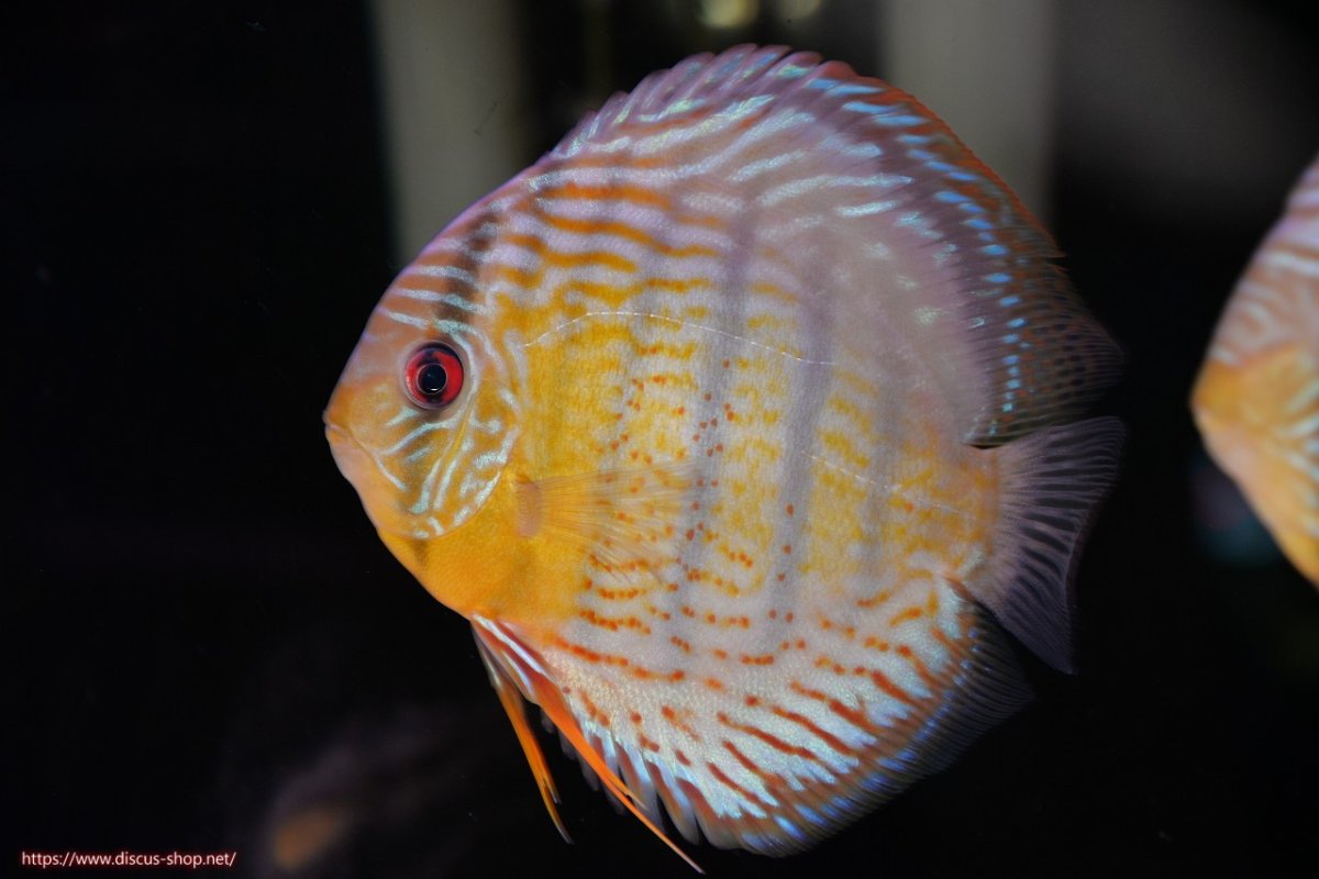 画像1: 【決算セール対象個体】【ワイルドディスカス】【通販】【今シーズン超希少種】アッパーテフェロイヤルグリーン【個体販売】14-16cm（生体）アッパーテフェ産 (1)