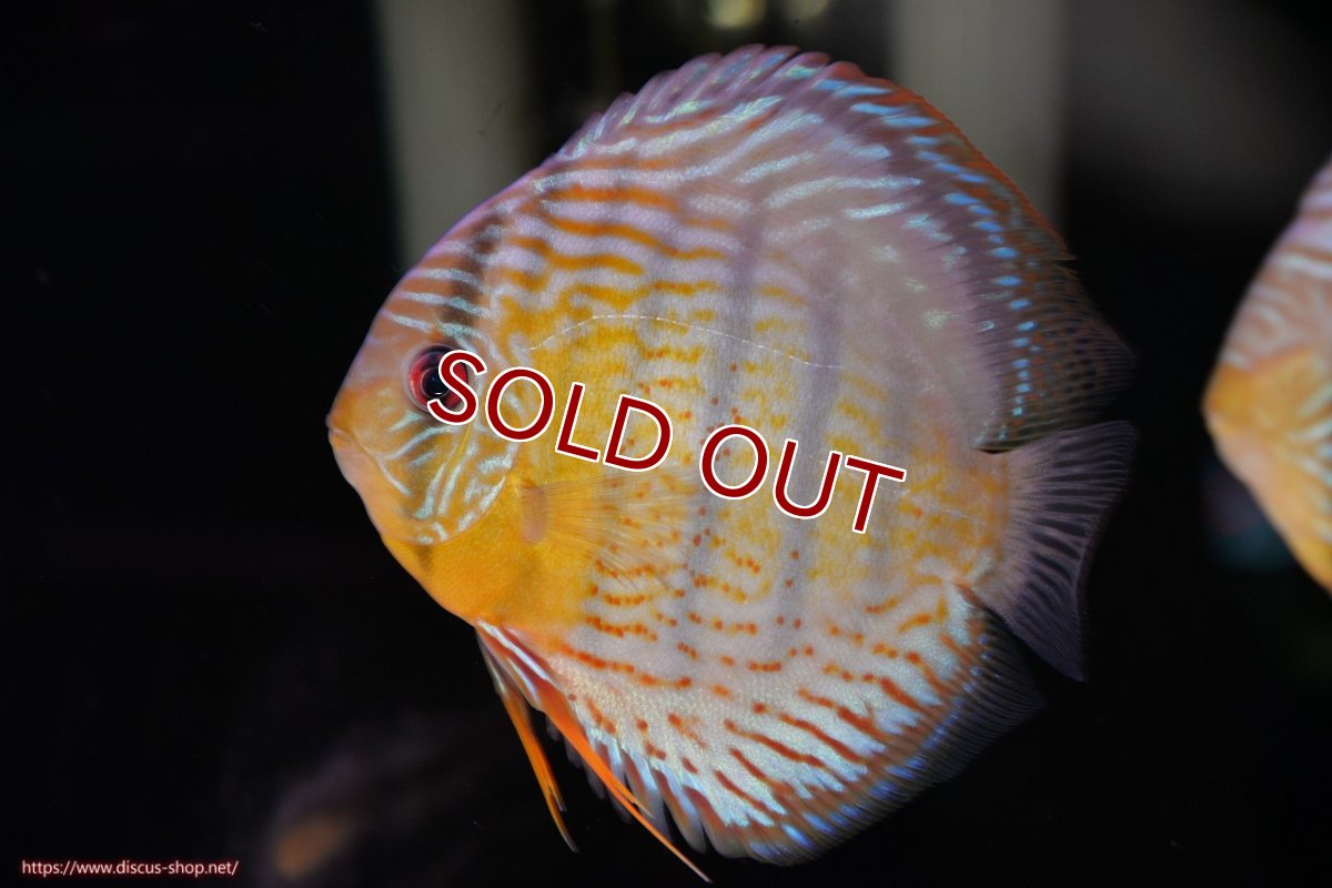 画像1: 【30周年記念セール対象個体】【ワイルドディスカス】【通販】【今シーズン超希少種】アッパーテフェロイヤルグリーン【個体販売】14-16cm（生体）アッパーテフェ産 (1)