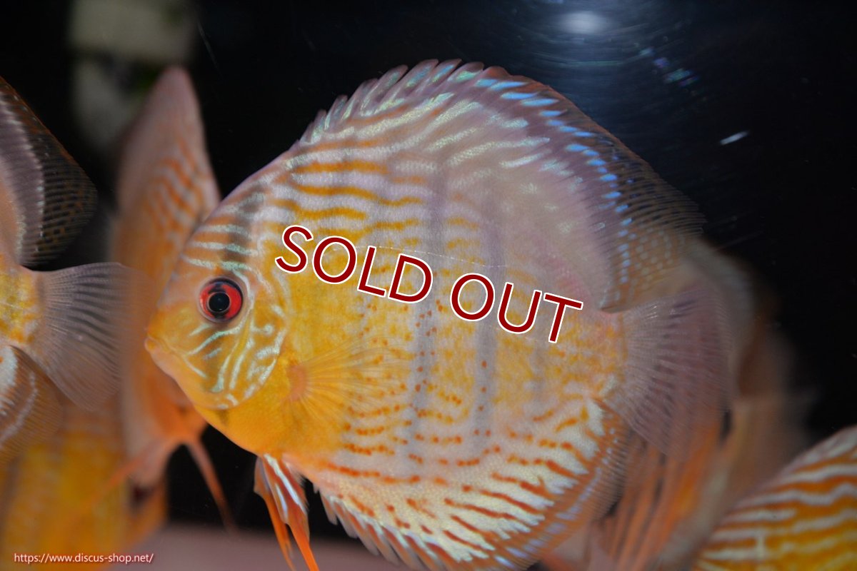 画像2: 【30周年記念セール対象個体】【ワイルドディスカス】【通販】【今シーズン超希少種】アッパーテフェロイヤルグリーン【個体販売】14-16cm（生体）アッパーテフェ産 (2)