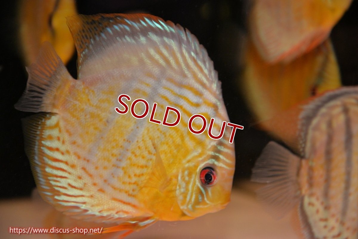 画像3: 【30周年記念セール対象個体】【ワイルドディスカス】【通販】【今シーズン超希少種】アッパーテフェロイヤルグリーン【個体販売】14-16cm（生体）アッパーテフェ産 (3)