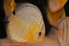 画像3: 【決算セール対象個体】【ワイルドディスカス】【通販】【今シーズン超希少種】アッパーテフェロイヤルグリーン【個体販売】14-16cm（生体）アッパーテフェ産 (3)