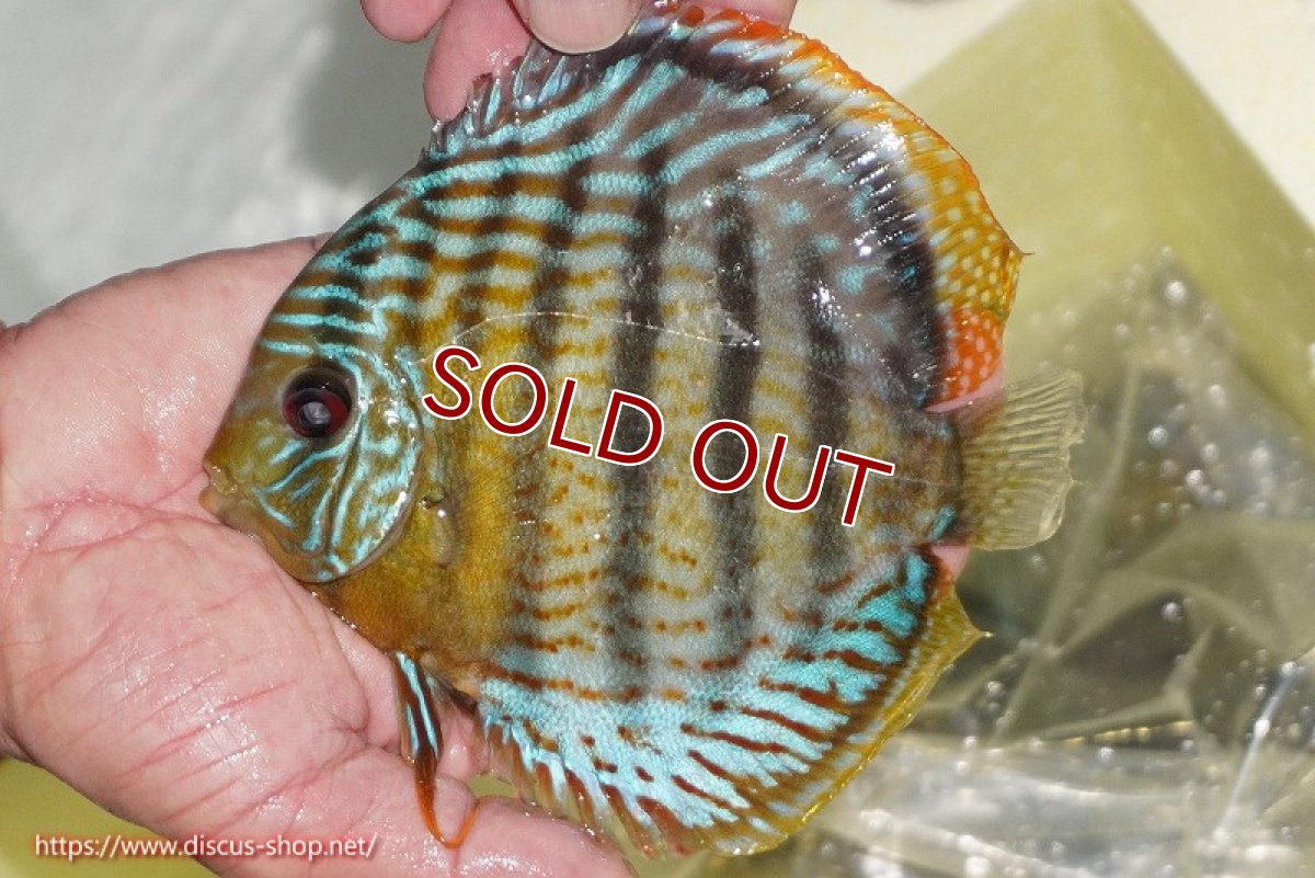 画像4: 【30周年記念セール対象個体】【ワイルドディスカス】【通販】【今シーズン超希少種】アッパーテフェロイヤルグリーン【個体販売】14-16cm（生体）アッパーテフェ産 (4)