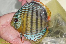 画像4: 【決算セール対象個体】【ワイルドディスカス】【通販】【今シーズン超希少種】アッパーテフェロイヤルグリーン【個体販売】14-16cm（生体）アッパーテフェ産 (4)