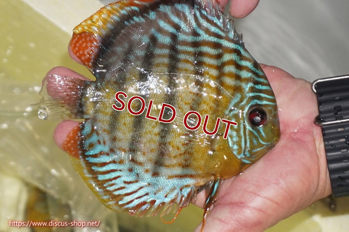 画像5: 【30周年記念セール対象個体】【ワイルドディスカス】【通販】【今シーズン超希少種】アッパーテフェロイヤルグリーン【個体販売】14-16cm（生体）アッパーテフェ産 (5)