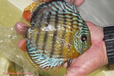 画像5: 【決算セール対象個体】【ワイルドディスカス】【通販】【今シーズン超希少種】アッパーテフェロイヤルグリーン【個体販売】14-16cm（生体）アッパーテフェ産 (5)