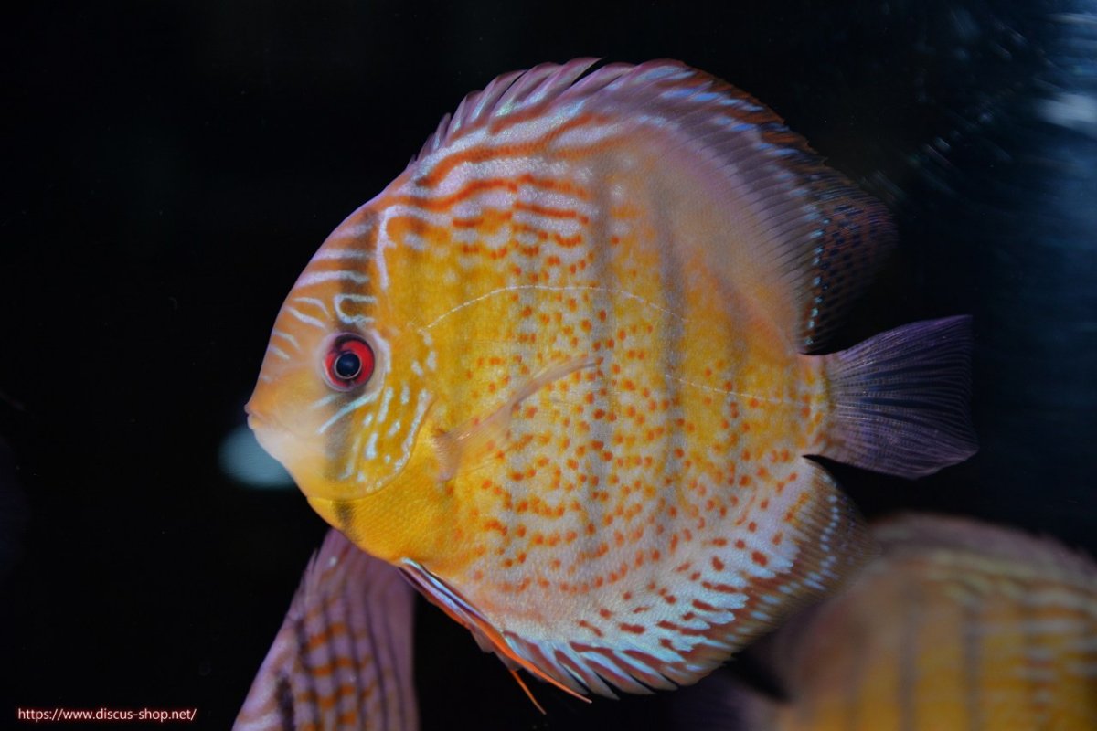 画像1: 【決算セール対象個体】【ワイルドディスカス】【通販】【今シーズン超希少種】アッパーテフェロイヤルグリーン【個体販売】14-16cm（生体）アッパーテフェ産 (1)