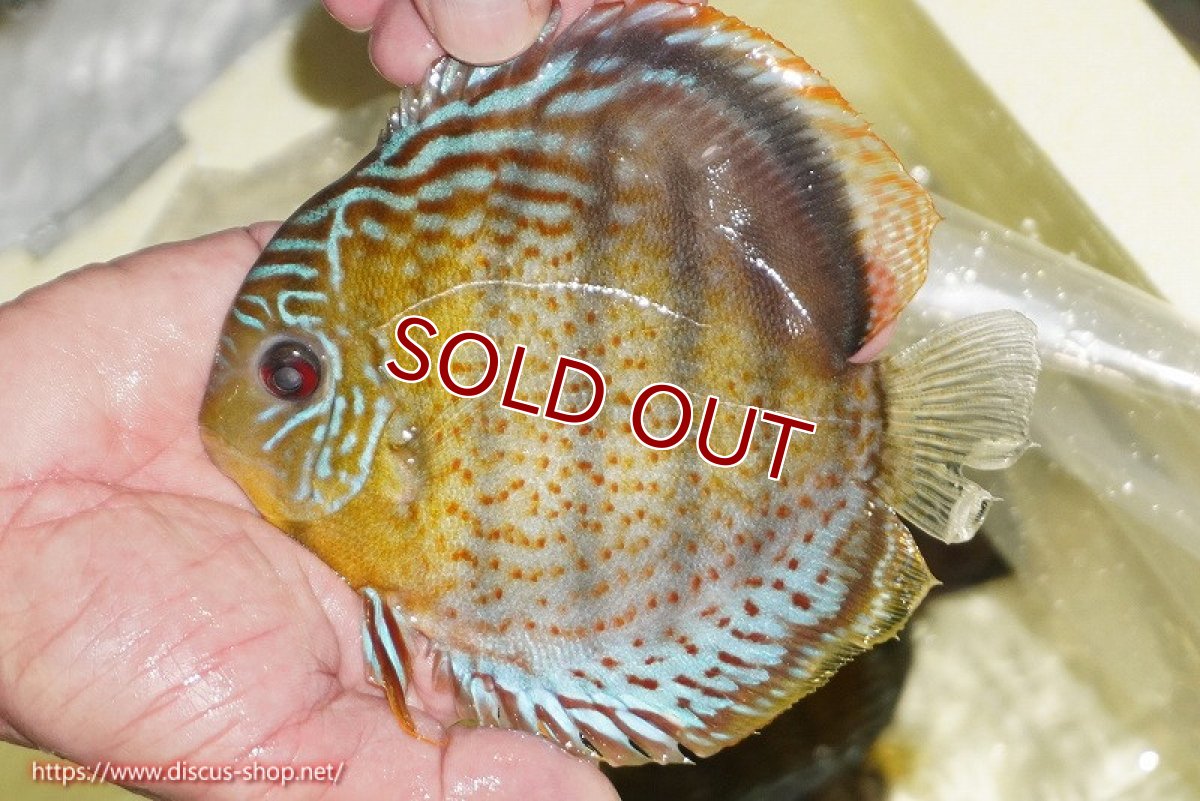 画像1: 【ワイルドディスカス】【通販】【今シーズン超希少種】アッパーテフェロイヤルグリーン【個体販売】14-16cm（生体）アッパーテフェ産 (1)