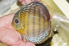 画像3: 【決算セール対象個体】【ワイルドディスカス】【通販】【今シーズン超希少種】アッパーテフェロイヤルグリーン【個体販売】14-16cm（生体）アッパーテフェ産 (3)