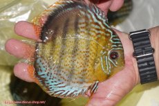 画像4: 【決算セール対象個体】【ワイルドディスカス】【通販】【今シーズン超希少種】アッパーテフェロイヤルグリーン【個体販売】14-16cm（生体）アッパーテフェ産 (4)