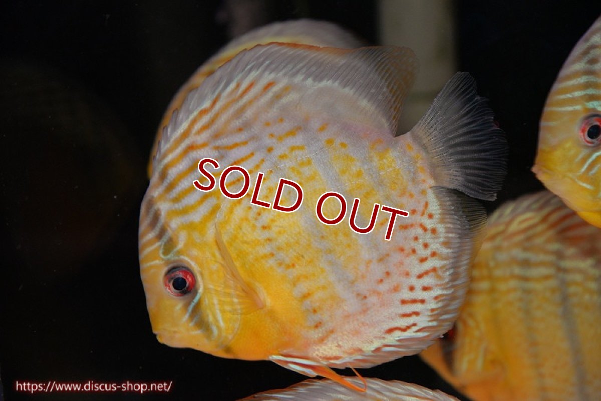 画像2: 【30周年記念セール対象個体】【ワイルドディスカス】【通販】【今シーズン超希少種】アッパーテフェロイヤルグリーン【個体販売】14-16cm（生体）アッパーテフェ産 (2)