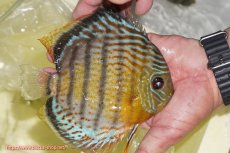 画像2: 【ワイルドディスカス】【通販】【今シーズン超希少種】アッパーテフェロイヤルグリーン【個体販売】14-16cm（生体）アッパーテフェ産 (2)