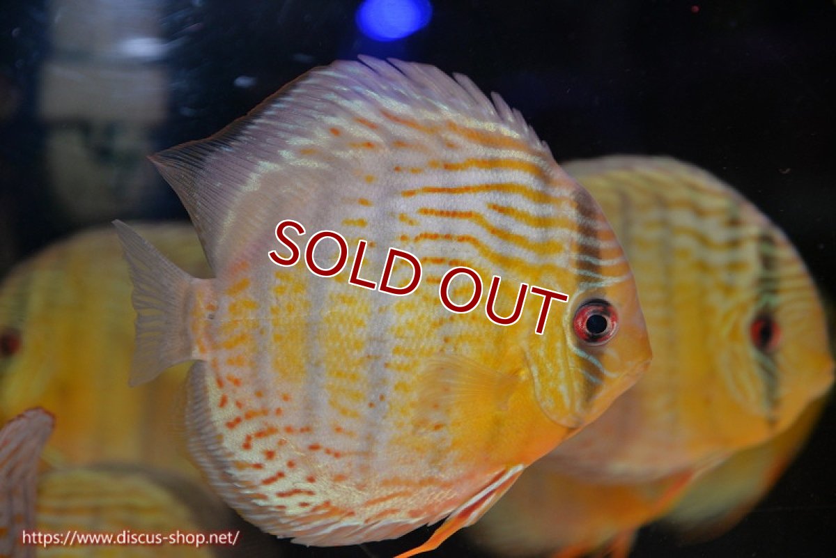 画像3: 【30周年記念セール対象個体】【ワイルドディスカス】【通販】【今シーズン超希少種】アッパーテフェロイヤルグリーン【個体販売】14-16cm（生体）アッパーテフェ産 (3)