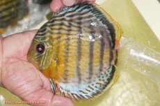 画像4: 【決算セール対象個体】【ワイルドディスカス】【通販】【今シーズン超希少種】アッパーテフェロイヤルグリーン【個体販売】14-16cm（生体）アッパーテフェ産 (4)