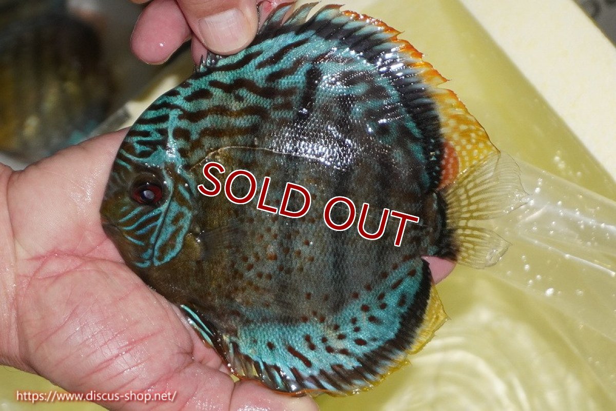 画像1: 【ワイルドディスカス】【通販】【今シーズン超希少種】アッパーテフェロイヤルグリーン【個体販売】14-16cm（生体）アッパーテフェ産 (1)