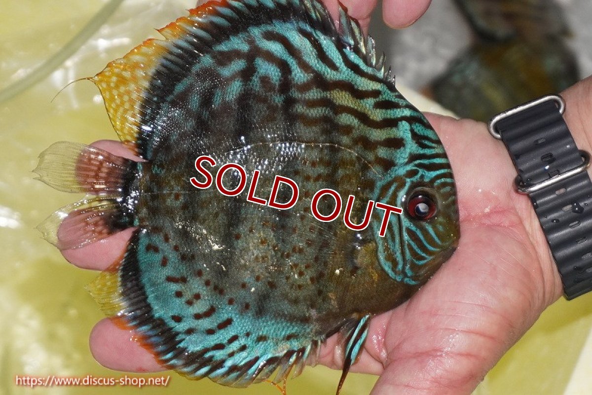 画像2: 【ワイルドディスカス】【通販】【今シーズン超希少種】アッパーテフェロイヤルグリーン【個体販売】14-16cm（生体）アッパーテフェ産 (2)