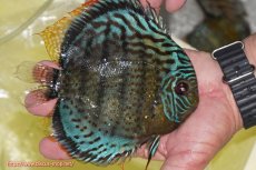 画像3: 【ワイルドディスカス】【通販】【今シーズン超希少種】アッパーテフェロイヤルグリーン【個体販売】14-16cm（生体）アッパーテフェ産 (3)