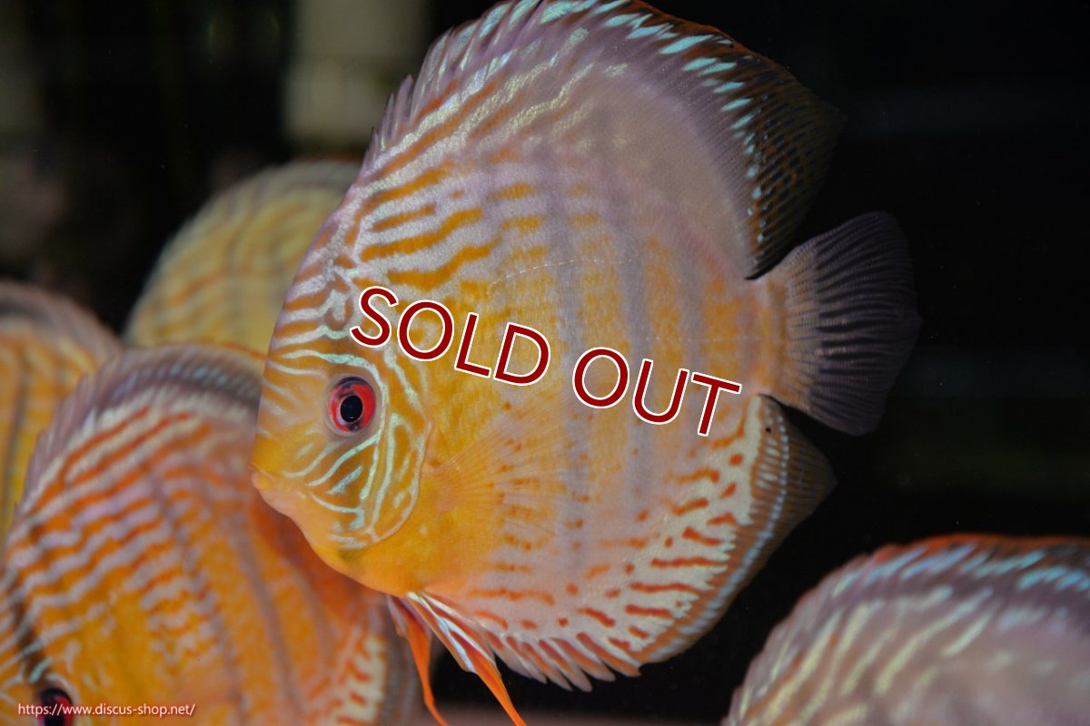 画像1: 【ワイルドディスカス】【通販】【今シーズン超希少種】アッパーテフェロイヤルグリーン【個体販売】14-16cm（生体）アッパーテフェ産 (1)